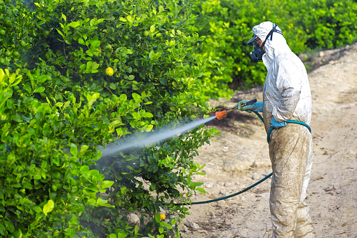 Consejos para prevenir las plagas en el hogar