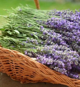 Principios Fundamentales de la Homeopatía en la salud